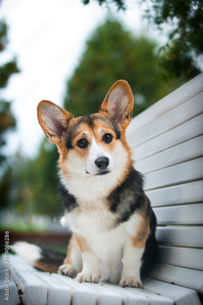 dog on a bench of breed welsh corgi