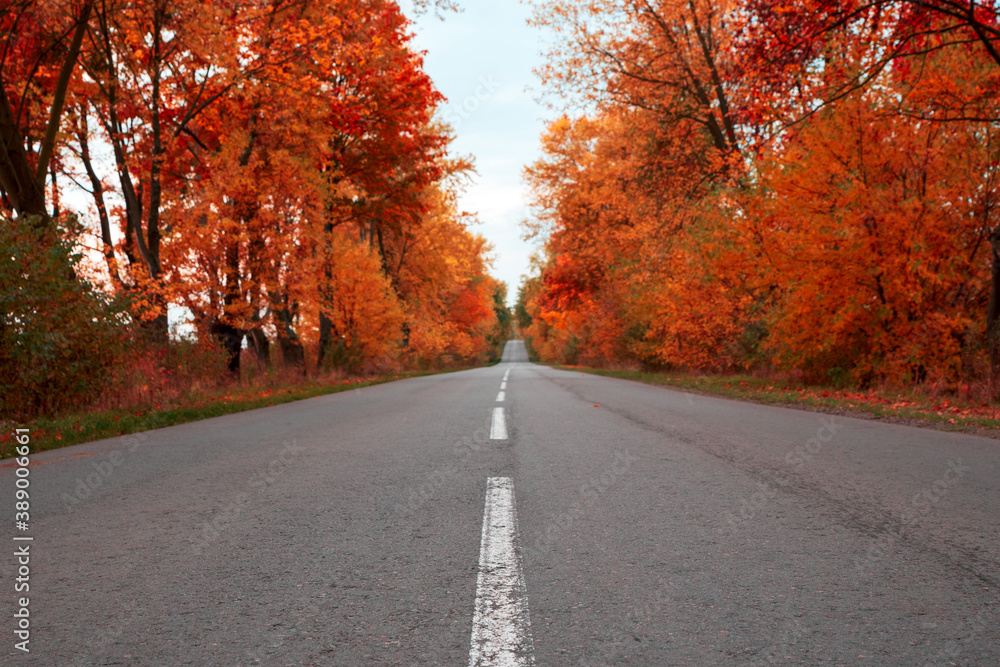 Empty asphalt road through autumn forest. Nature autumn background Empty asphalt road through autumn forest. Nature autumn background