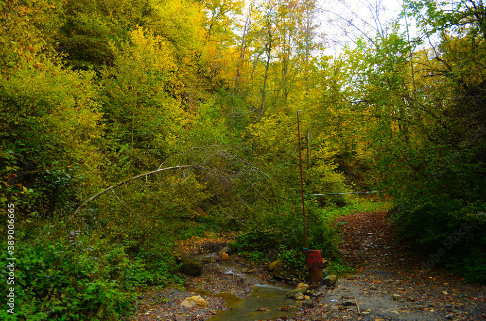 Autumn. Fall. Autumnal Park. Autumn Trees and Leaves Autumn. Fall. Autumnal Park. Autumn Trees and Leaves