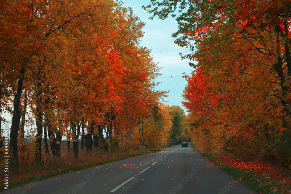 Obraz premium Car driving away on asphalt road through autumn forest. Nature autumn background