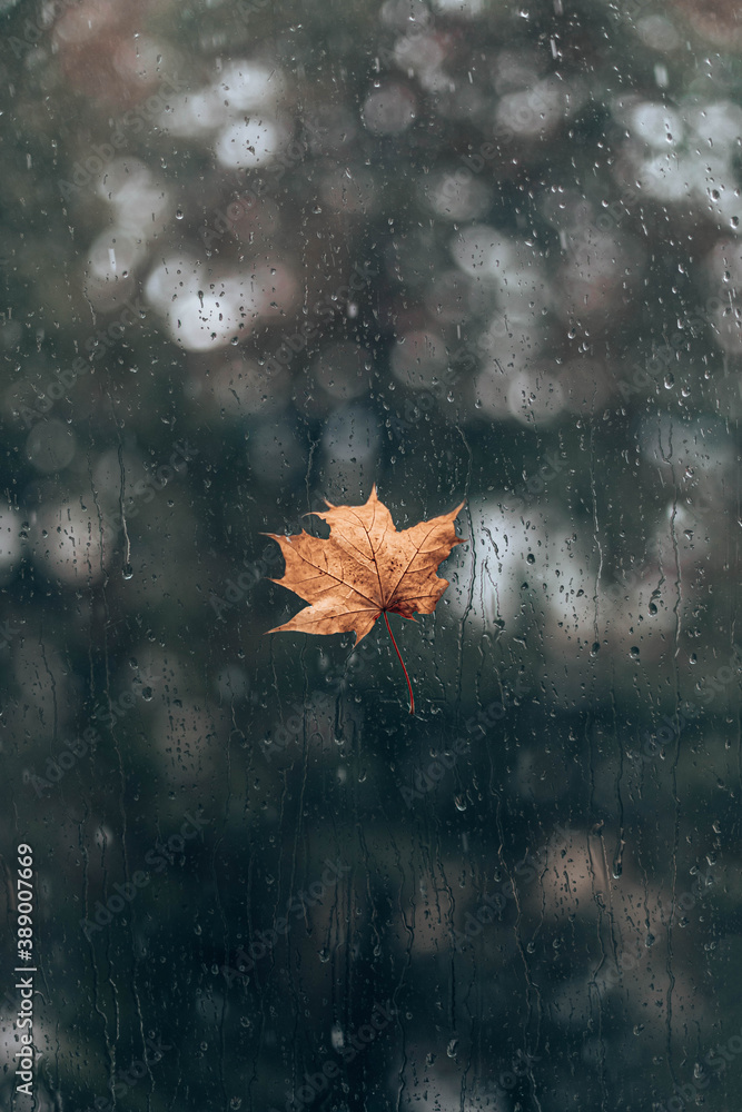 autumn yellow maple leaf on glass window. October rain