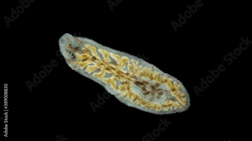 worm Archicotylus sp. under the microscope. Families Dendrocoelidae, Tricladida Order. Endemic to Lake Baikal photo