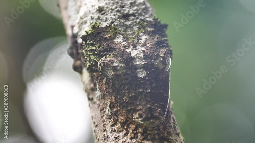 Mossy Leaf-Tailed Gecko Sit Camouflaged On Rainforest Stem During The Day photo