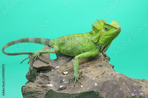 Body gesture of a frest dragon  Gonocephalus chamaeleontinus  who is ready to attack the intruding animals that enter its territory.