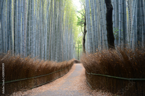 Bamboo grove road-14
