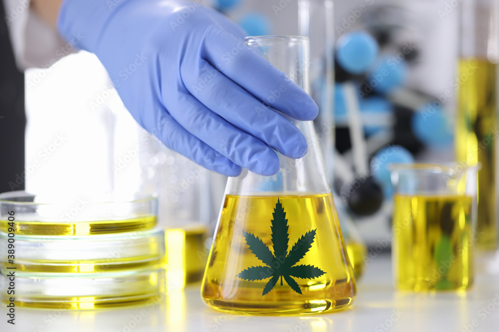 Hand in rubber glove holds flask with marijuana extract at pharmaceutical laboratory closeup. Legal production of narcotic drugs concept. Hand in rubber glove holds flask with marijuana extract at pharmaceutical laboratory closeup. Legal production of narcotic drugs concept.