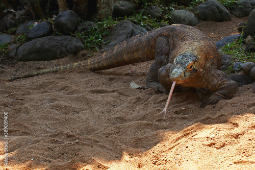 A Komodo dragon  Varanus komodoensis  is sunbathing before starting its daily activities.