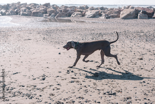 Weimaraner dog on the beach