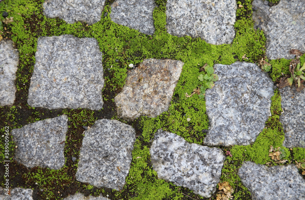 Fototapeta premium moss on stone