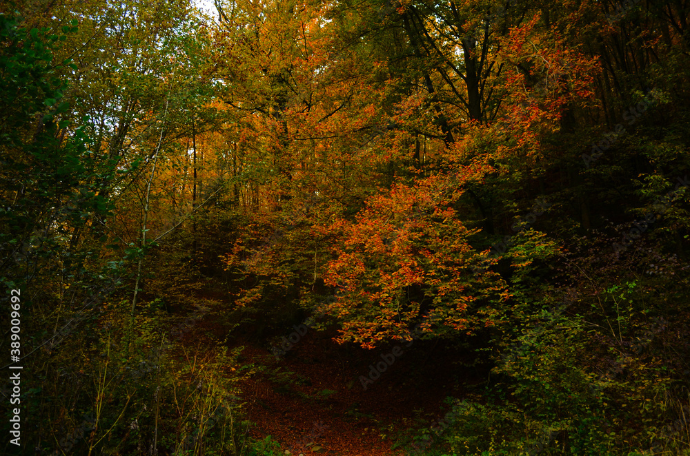 Autumn. Fall. Autumnal Park. Autumn Trees and Leaves