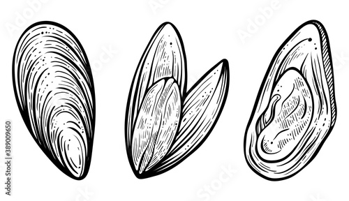 Set of mussels. Hand drawn vector