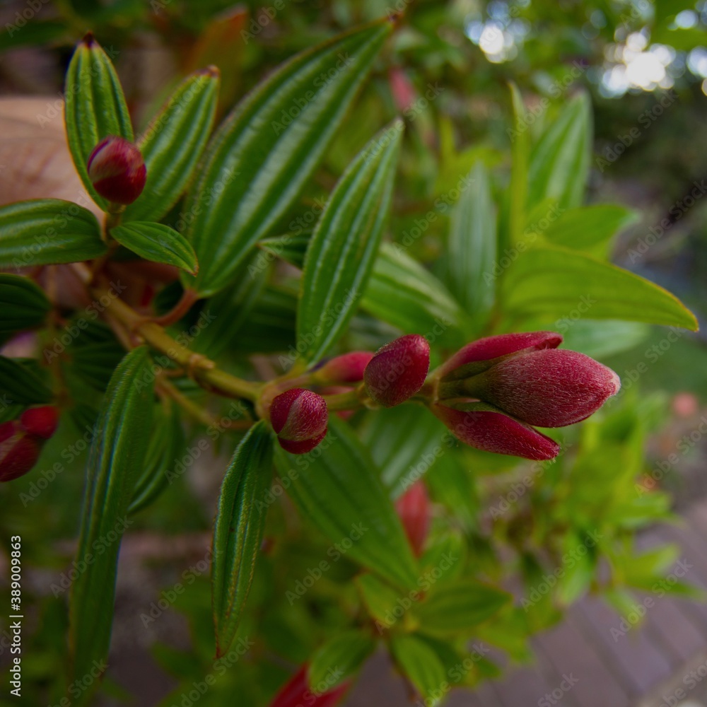 Macro closeup of a red tibouchina flower bud Macro closeup of a red tibouchina flower bud