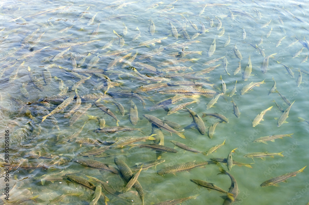 fish with in the river, Indian Himalayas, ancient temples – Stock-Foto ...