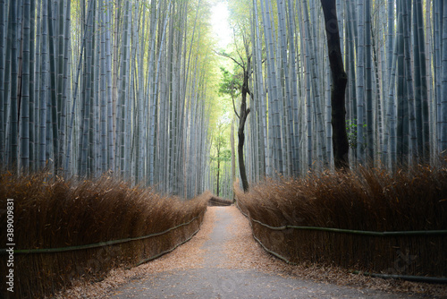 Bamboo grove road-11
