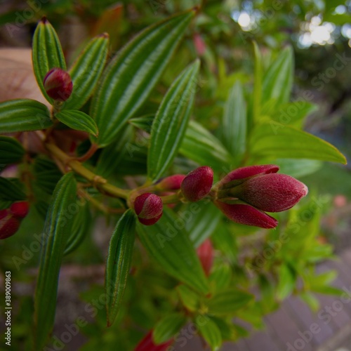 Macro closeup of a red tibouchina flower bud