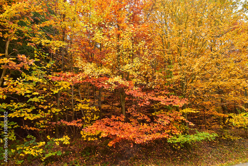 Fall season autumn foliage texture
