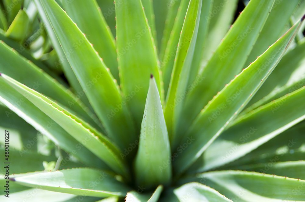 Fototapeta premium green cactus