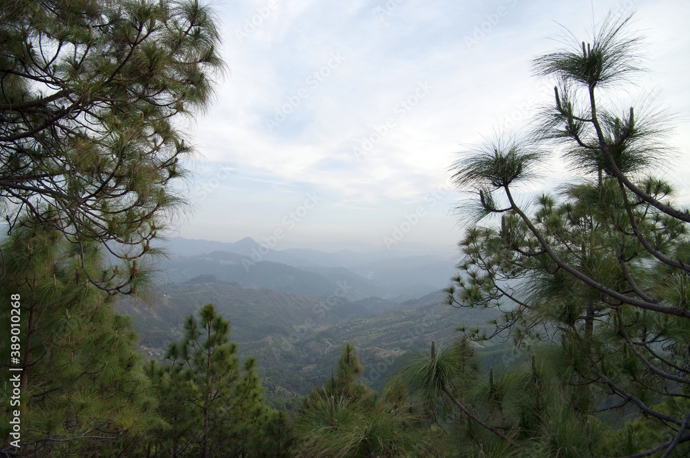 pine trees in the indian himalayas