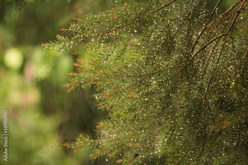 Dewdrops on the leaves of a tree