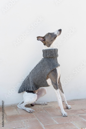 A whippet in a gray jacket