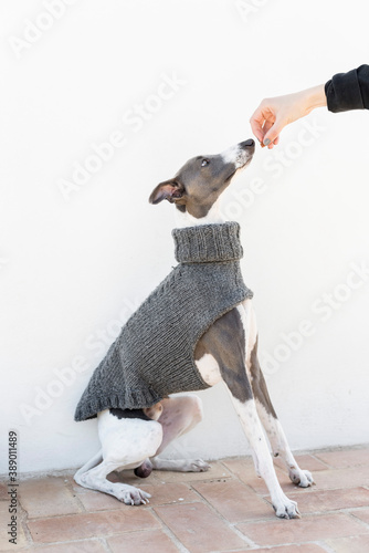 A whippet in a gray jacket