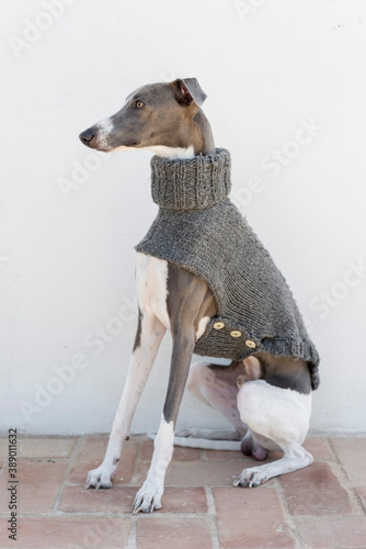A whippet in a gray jacket