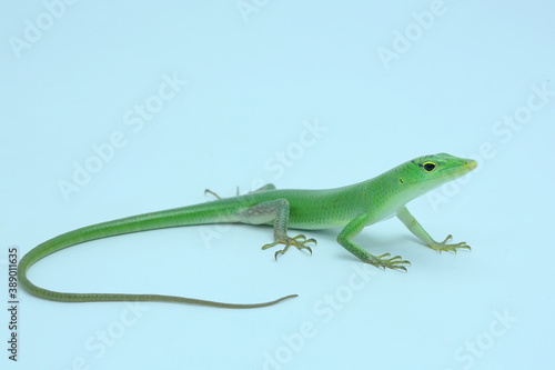 An Emerald Tree Skink (Lamprolepis smaragdina) is sunbathing before starting its daily activities.