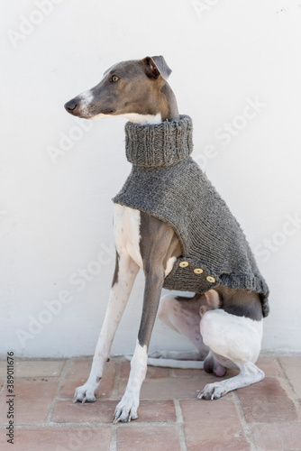 A whippet in a gray jacket