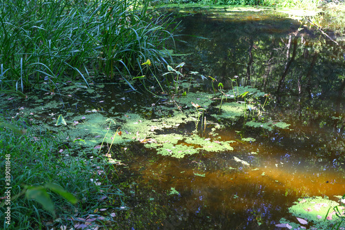 quiet stagnant water in a swamp with green duckweed