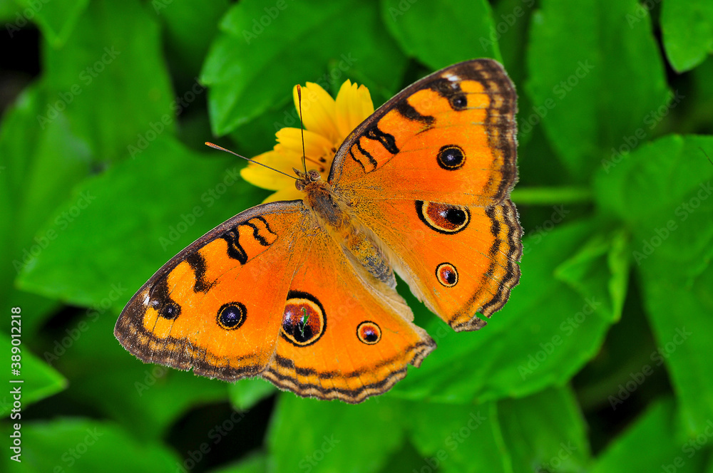 butterfly on flower butterfly on flower