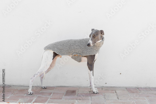 A whippet in a gray jacket

