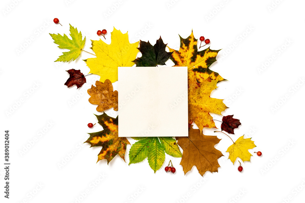 Leaf autumn. Colourful dried leaves, red berries in autumn composition isolated on white background. Template fall harvest thanksgiving halloween anniversary invitation cards.