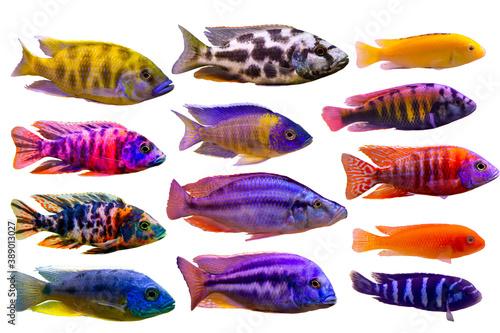 Assorted of Lake Malawi and Victoria cichlid such as peacock, compressicep, livingstoni, mbuna and nyererei on white isolated background © Chonlasub