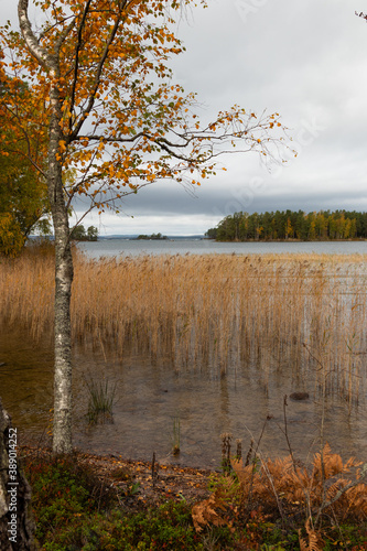 Shore of lake Vattern, Sweden. Windy autumn day. Birch tree and reed  in the foreground. photo