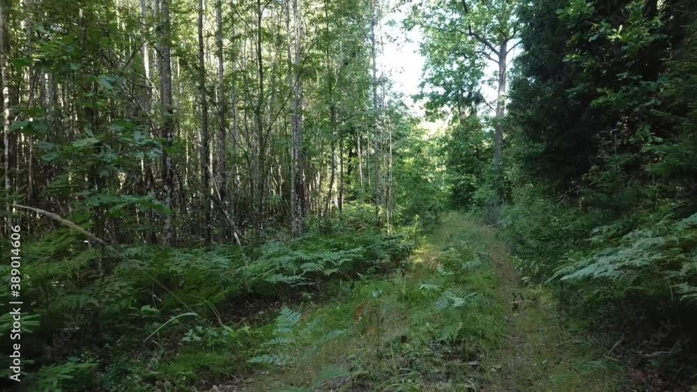 Summer in the coniferous forest
Summer in the coniferous forest