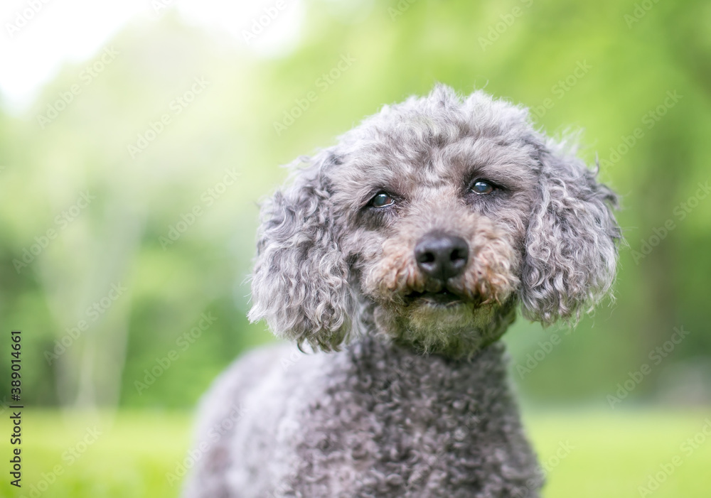 A gray Miniature Poodle mixed breed dog A gray Miniature Poodle mixed breed dog
