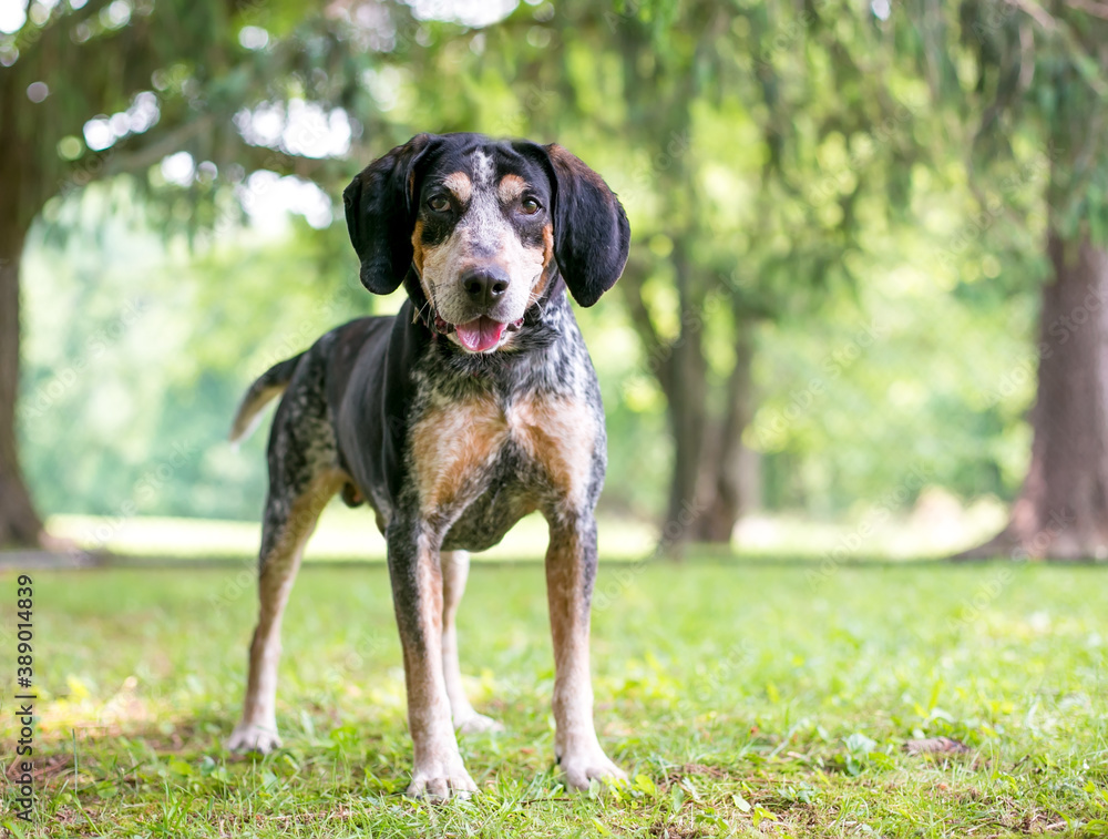 A Bluetick Coonhound dog standing outdoors A Bluetick Coonhound dog standing outdoors
