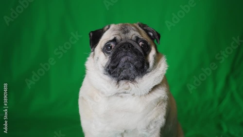 Cute pug dog looking at camera on green screen. Chroma key background