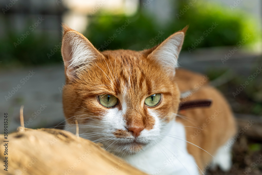 Cat that sees a threat is preparing for a jump, a cats emotions close up. Cute red-white cat Cat that sees a threat is preparing for a jump, a cats emotions close up. Cute red-white cat