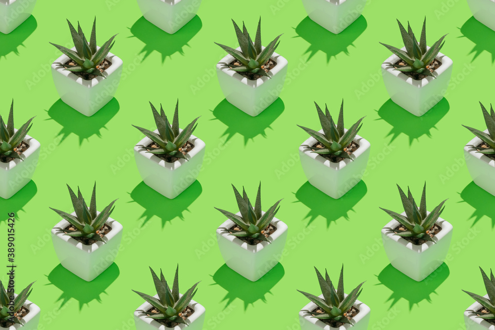 Seamless repetitive pattern with succulent plant in white pot on green background.