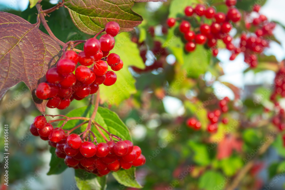 Viburnum (viburnum opulus) berries and leaves outdoor in autumn fall. Bunch of red viburnum berries on a branch. Red viburnum vulgaris branch in the garden