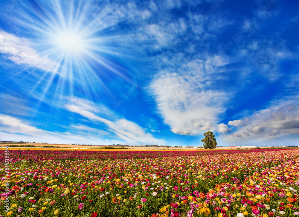  Bright sun warms wonderful flowers