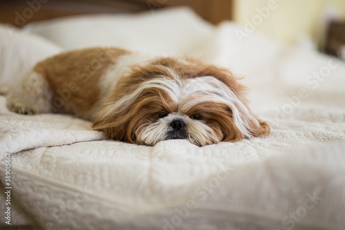 Foto Funny shih tzu dog resting on the bed