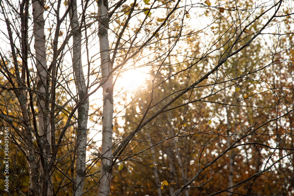 Sunset peeking through the branches of a birch tree in fall Sunset peeking through the branches of a birch tree in fall