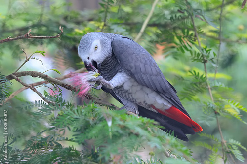 The beauty of an African Gray Parrot  Psittacus erithacus .