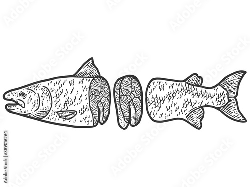 Showcase of the fish department. Atlantic salmon carcass split, steak. Engraving vector illustration.