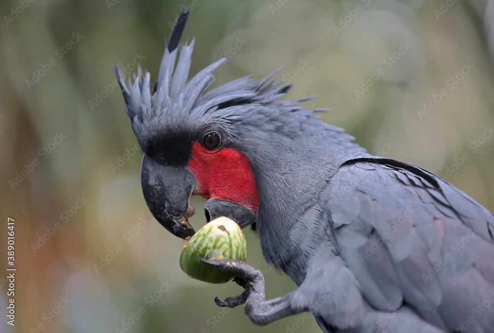 A palm cockatoo is eating eggplants. This large bird has the scientific
