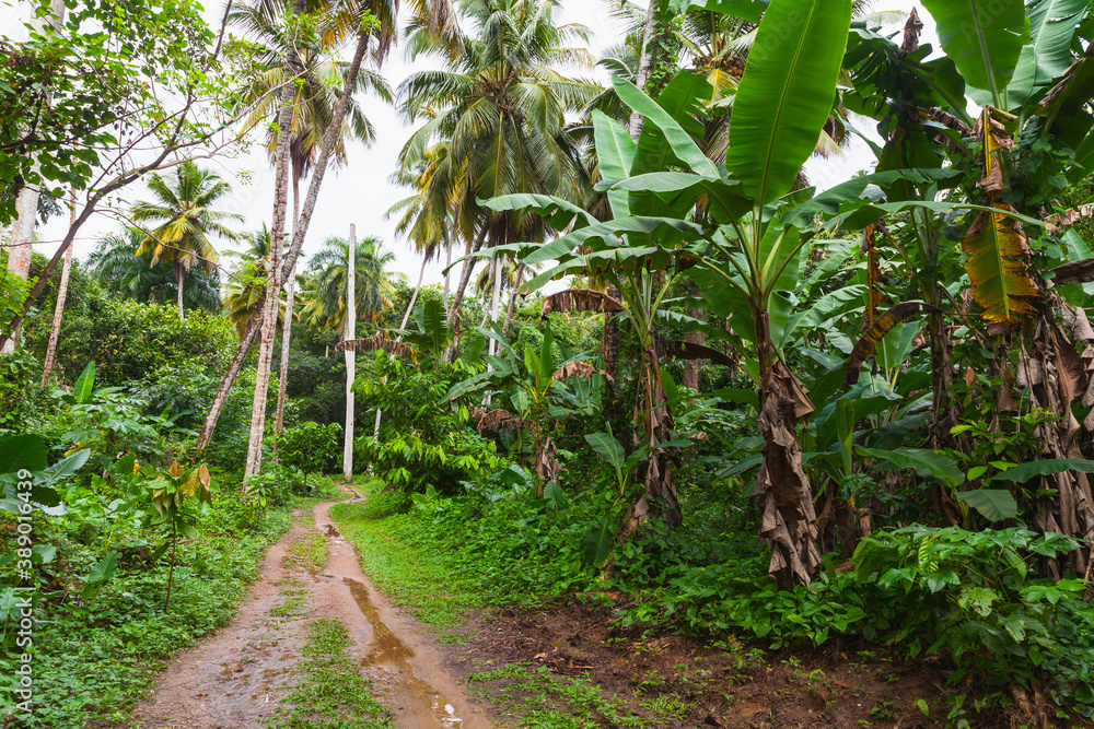 Tropical landscape with an empty trail