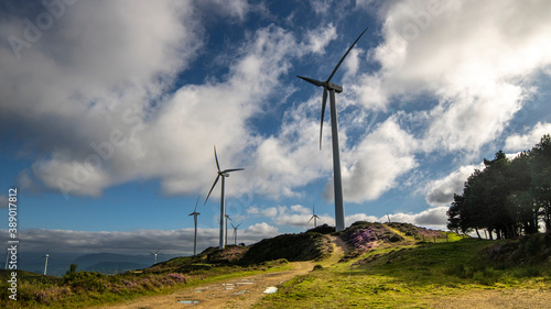 Generadores de energía eléctrica eólicos cerca de un pequeño bosque de pinos, juegan un papel importante en la transición energética