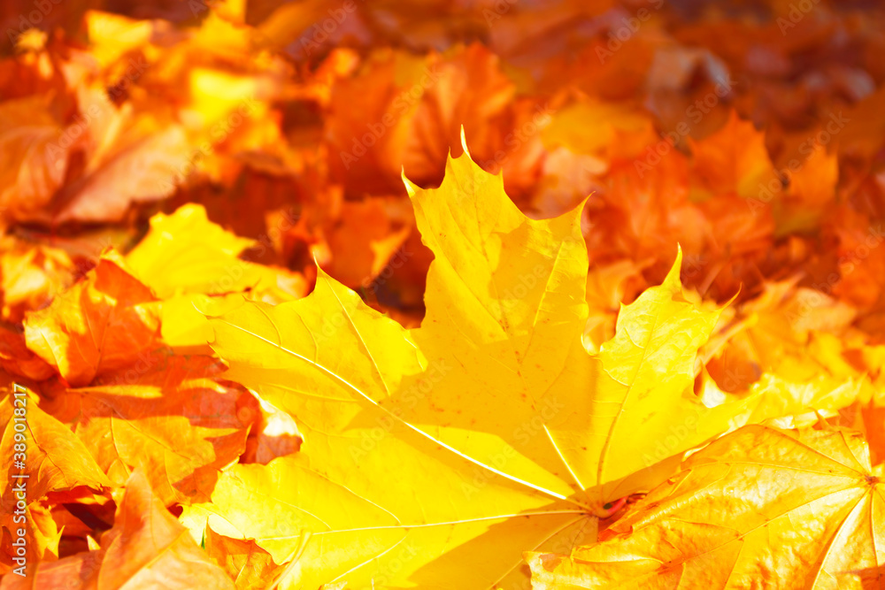 Fototapeta premium autumn landscape with bright colorful foliage. Indian summer.